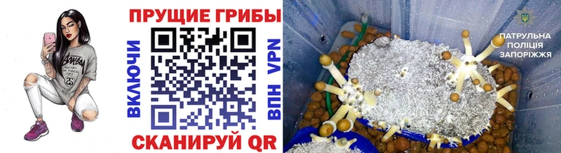 Купить закладки  Дорогобуж  Галлюциногенные грибы прущие грибы 